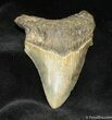Megalodon Tooth - Great Serrations and Tip #945-1